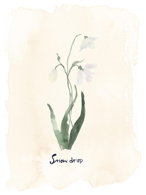 Image Not Available